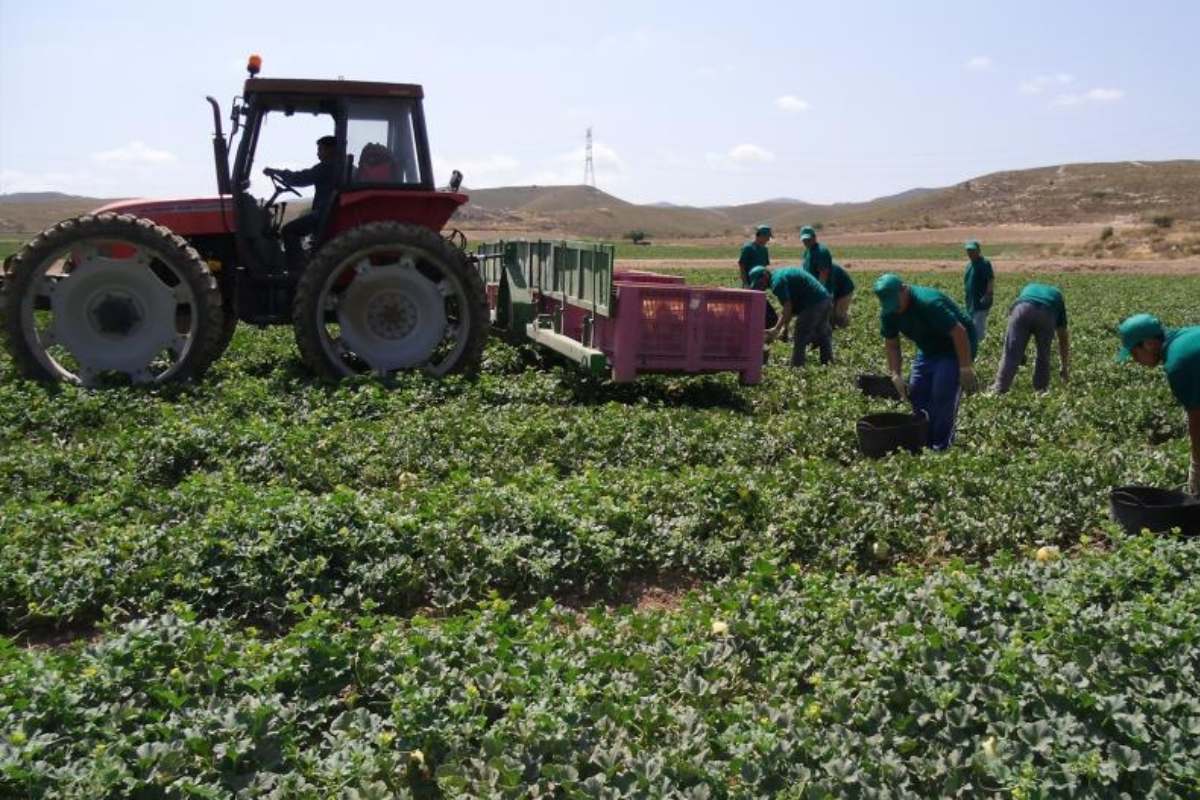 Imagen de una explotación agrícola de sandías