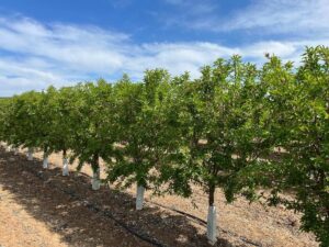 almendros