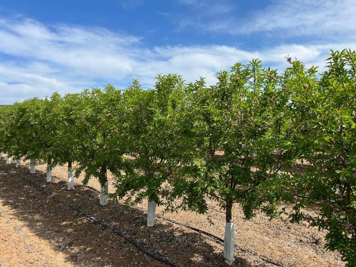 almendros
