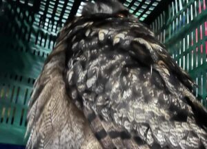 El búho real rescatado por los bomberos.