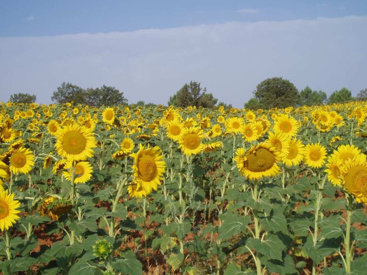 campo de girasoles