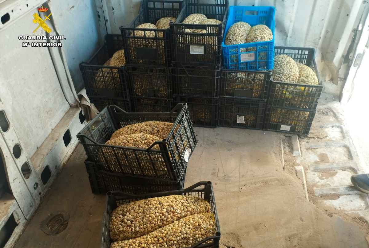 Imagen de los caracoles intervenidos, que iban a ser vendidos en Albacete.