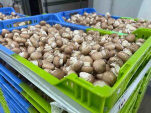 Imagen de champiñones de La Manchuela. Foto: Champinter.