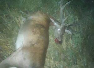 El ciervo abatido por los furtivos.