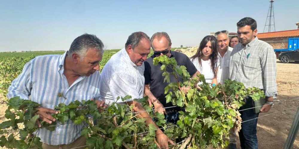 consejero en parcela de Tomelloso