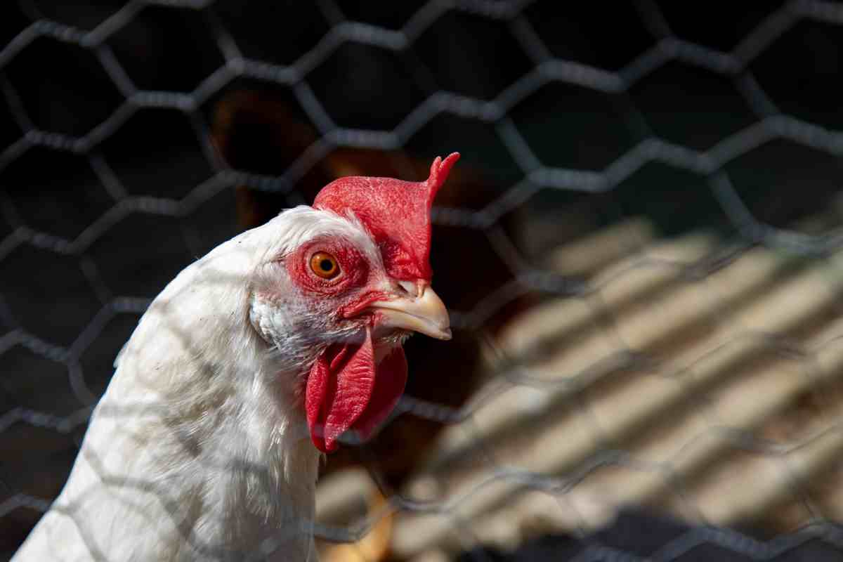 Imagen de archivo de una gallina. Foto: Rafael Bastante - Europa Press - Archivo. gripe aviar