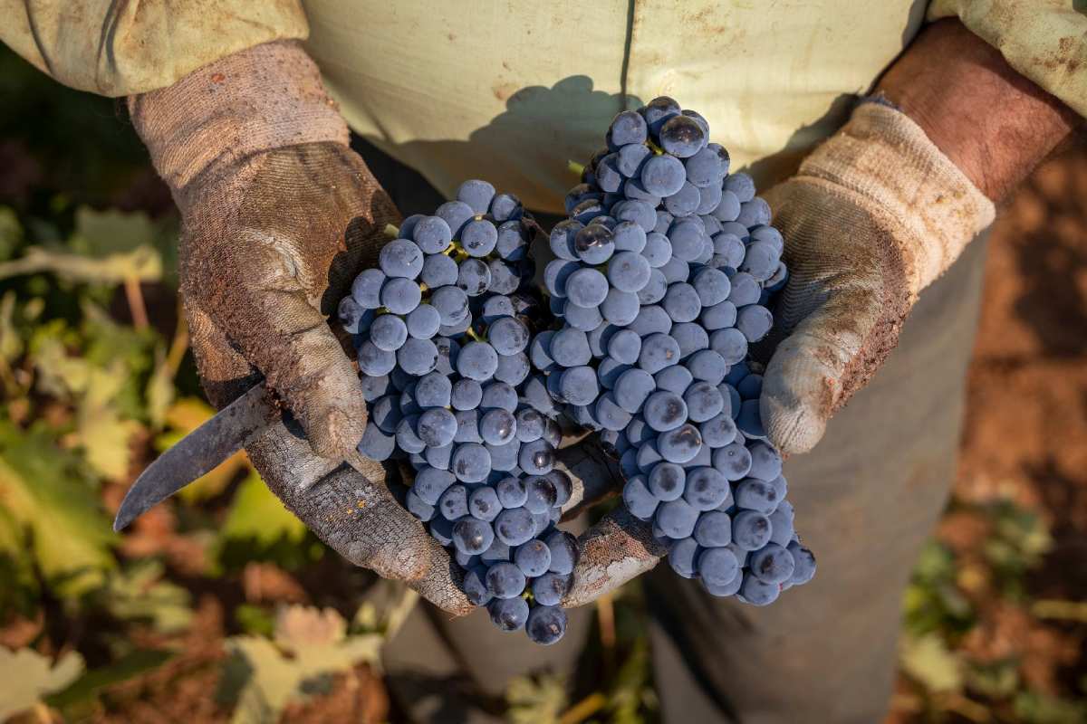 uva tempranillo