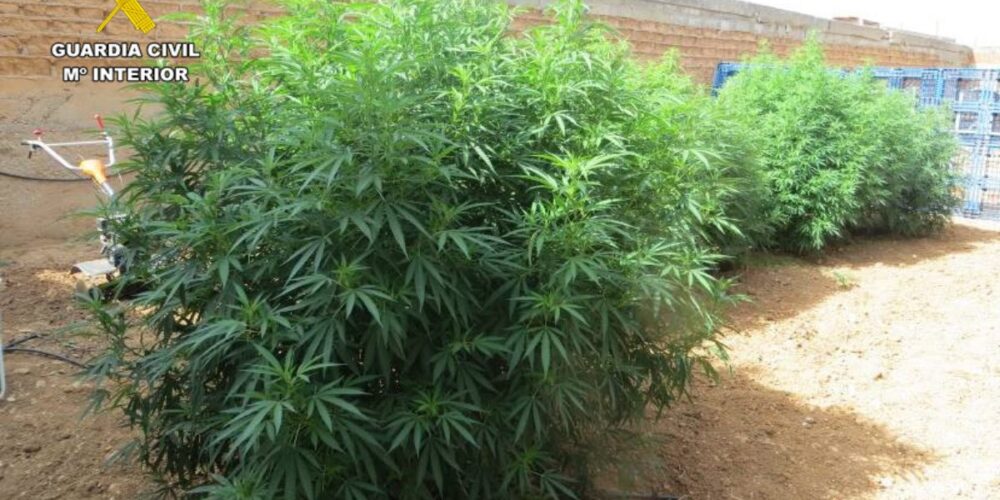 Plantas de marihuana intervenidas por la Guardia Civil de La Roda (Albacete)