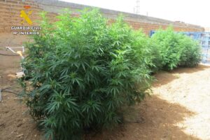 Plantas de marihuana intervenidas por la Guardia Civil de La Roda (Albacete)