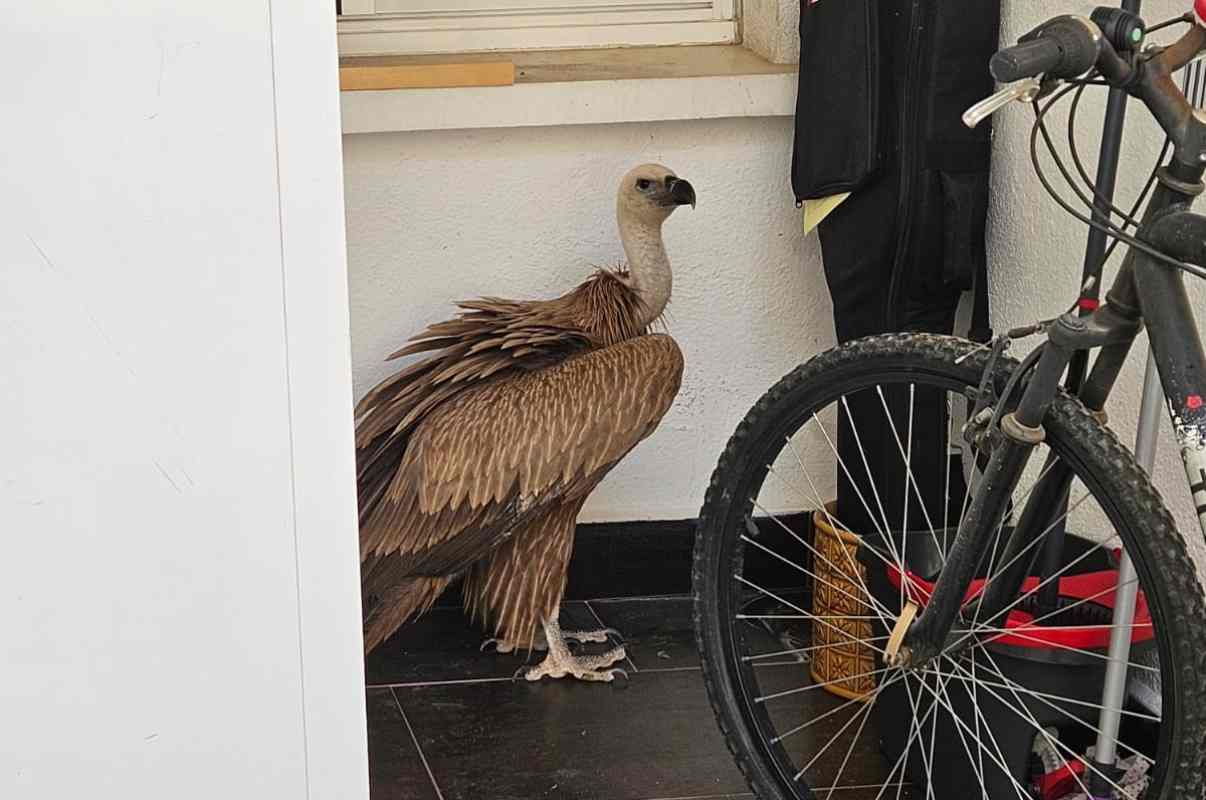 El buitre leonado que fue encontrado en un patio de vecinos de Puertollano.