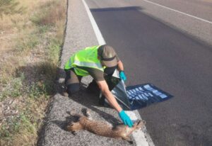 Imagen del Cuerpo de Agentes Medioambientales de la Junta de Comunidades de Castilla-La Mancha.