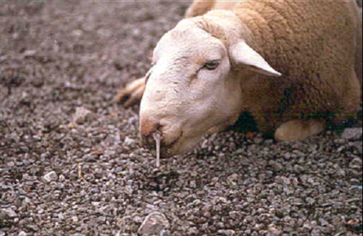 ganado
