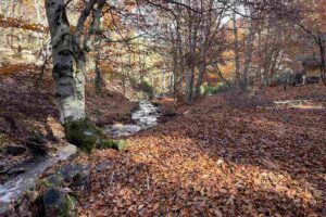 Hayedo Tejera Negra Foto: Ernesto Morán