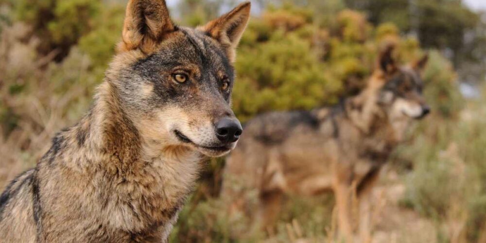 Un lobo en una foto de archivo.