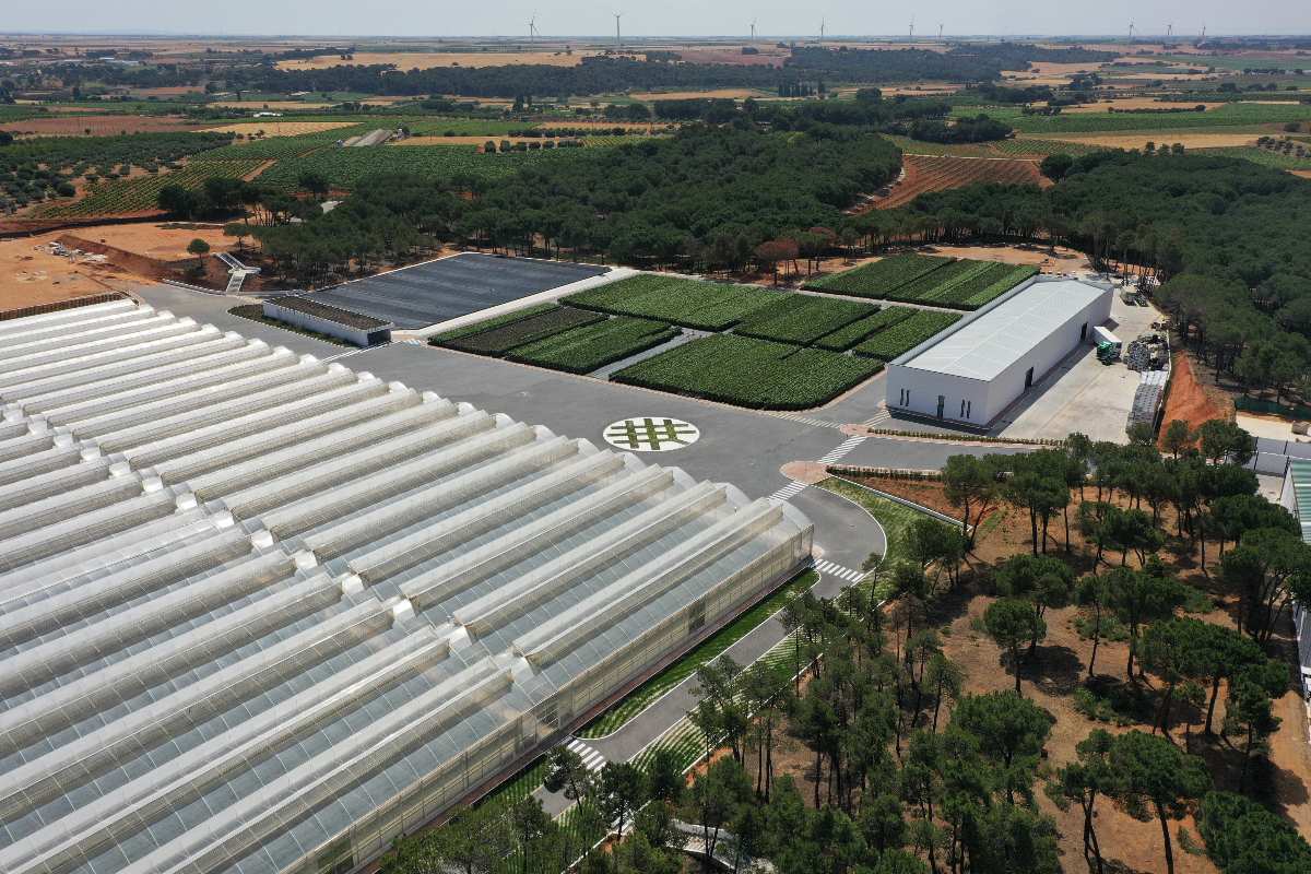 planta de pistacho