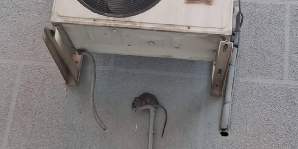 Una rata en Talavera de la Reina (Toledo). Foto: PSOE local