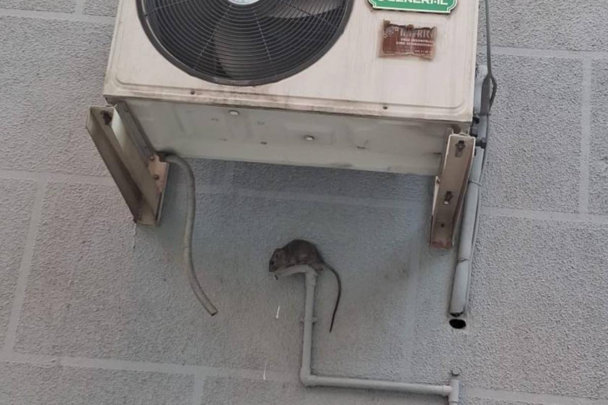 Una rata en Talavera de la Reina (Toledo). Foto: PSOE local