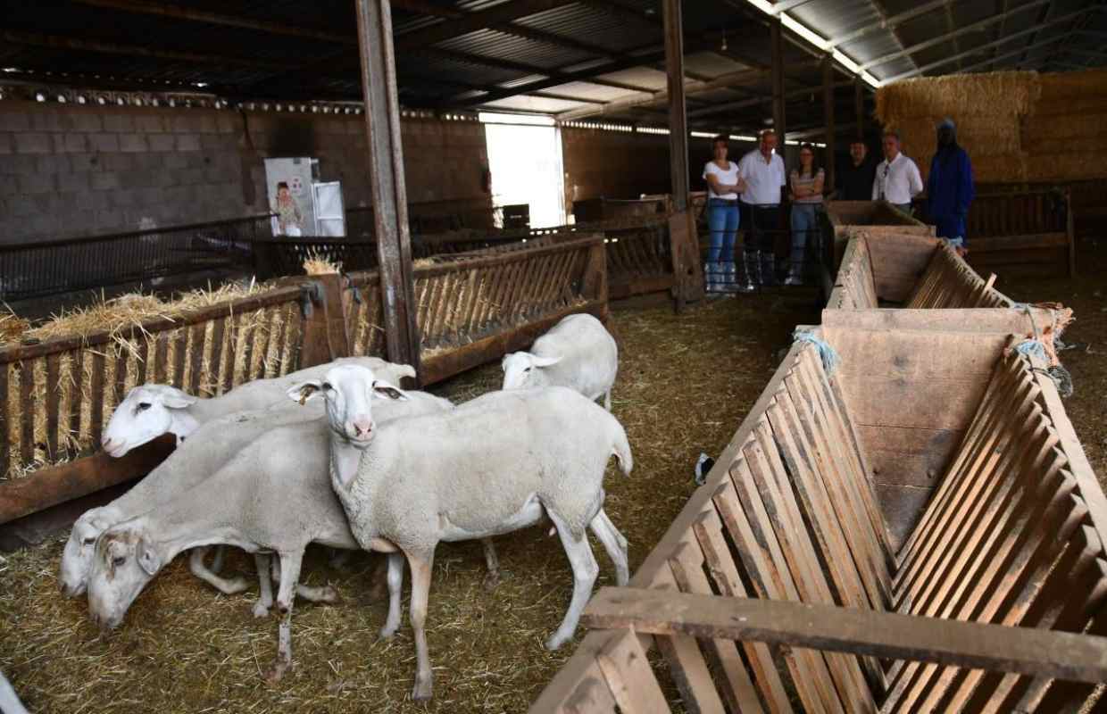 La explotación de Ancas visitada por el vicepresidente regional.