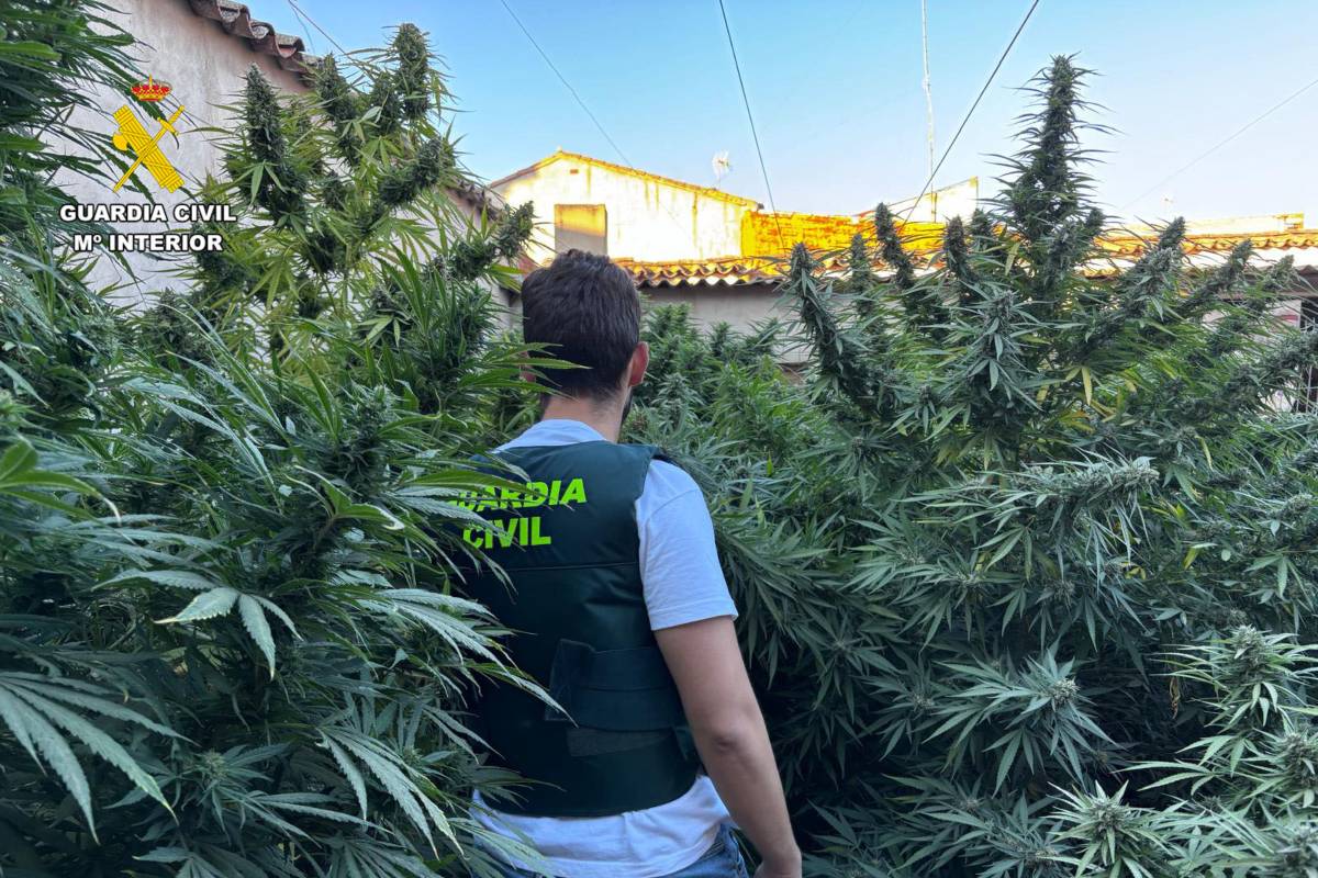 Plantas de marihuana intervenidas por la Guardia Civil de Villarrobledo (Albacete)