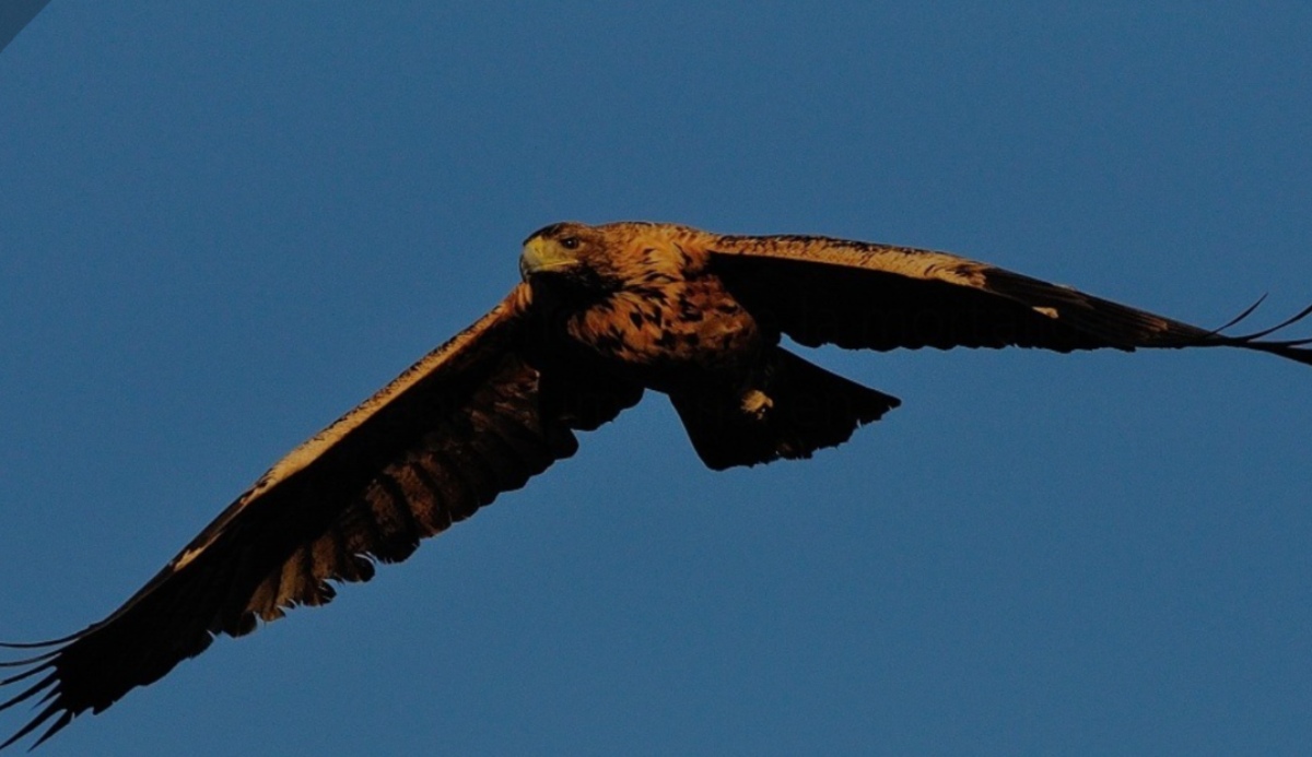 Águila imperial: Foto: Sociedad Española de Ornitología (SEO/BirdLife)