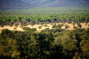 Imagen de archivo de los Montes de Toledo.
