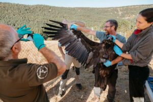 Reintroducción buitre negro Foto: Rewilding Spain