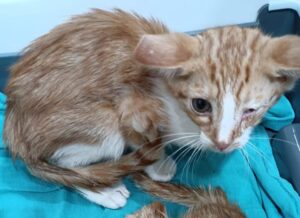 Un gato perteneciente a la colonia felina de la residencia de la avenida de Barber de Toledo.
