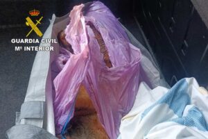 Perro apaleado Horche