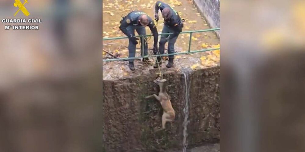 Imagen del rescate del corzo en el canal.