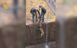 Imagen del rescate del corzo en el canal.