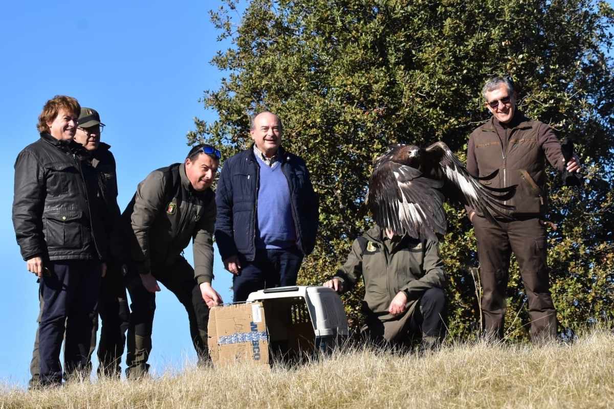 Imagen de la suelta de un ejemplar en Castellar de Santiago