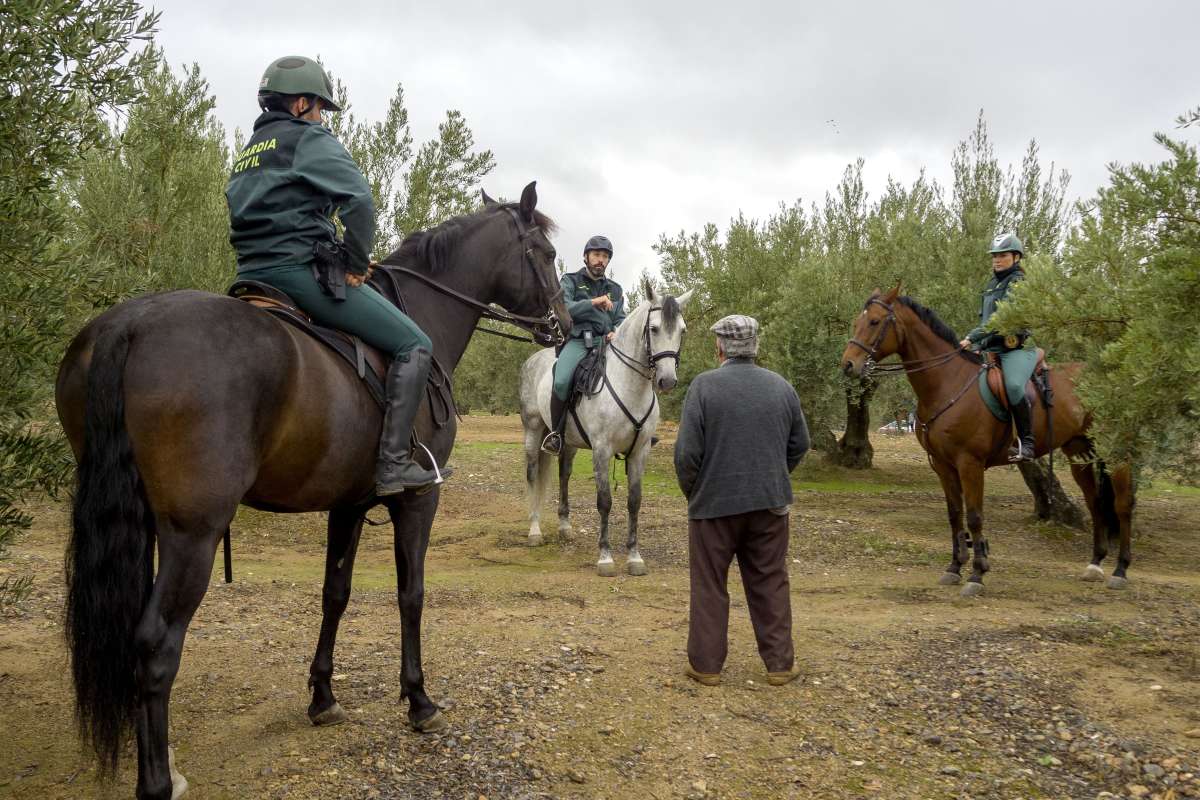 Varios agentes de la Guardia Civil vigilan una explotación olivarera