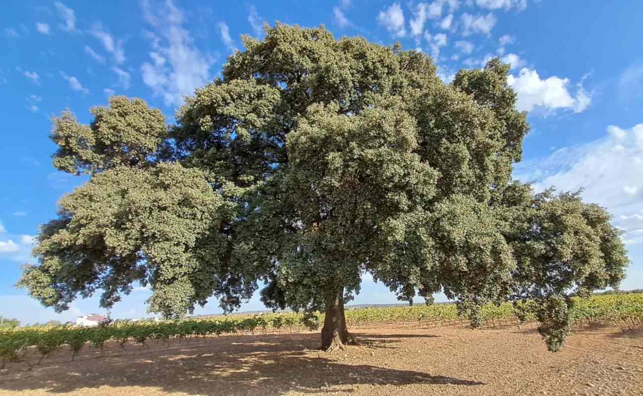 La encina doña Elena de Quintanar de la Orden (Toledo).