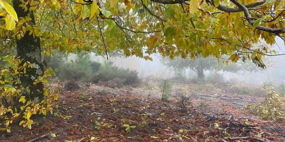 Castañas en la Sierra de San Vicente (Toledo). Foto: ENCLM/David Engenios