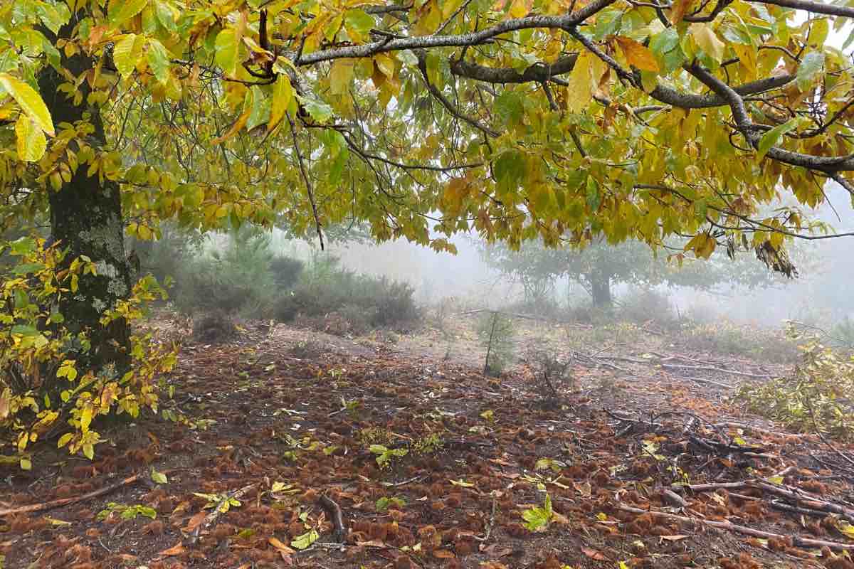 Castañas en la Sierra de San Vicente (Toledo). Foto: ENCLM/David Engenios