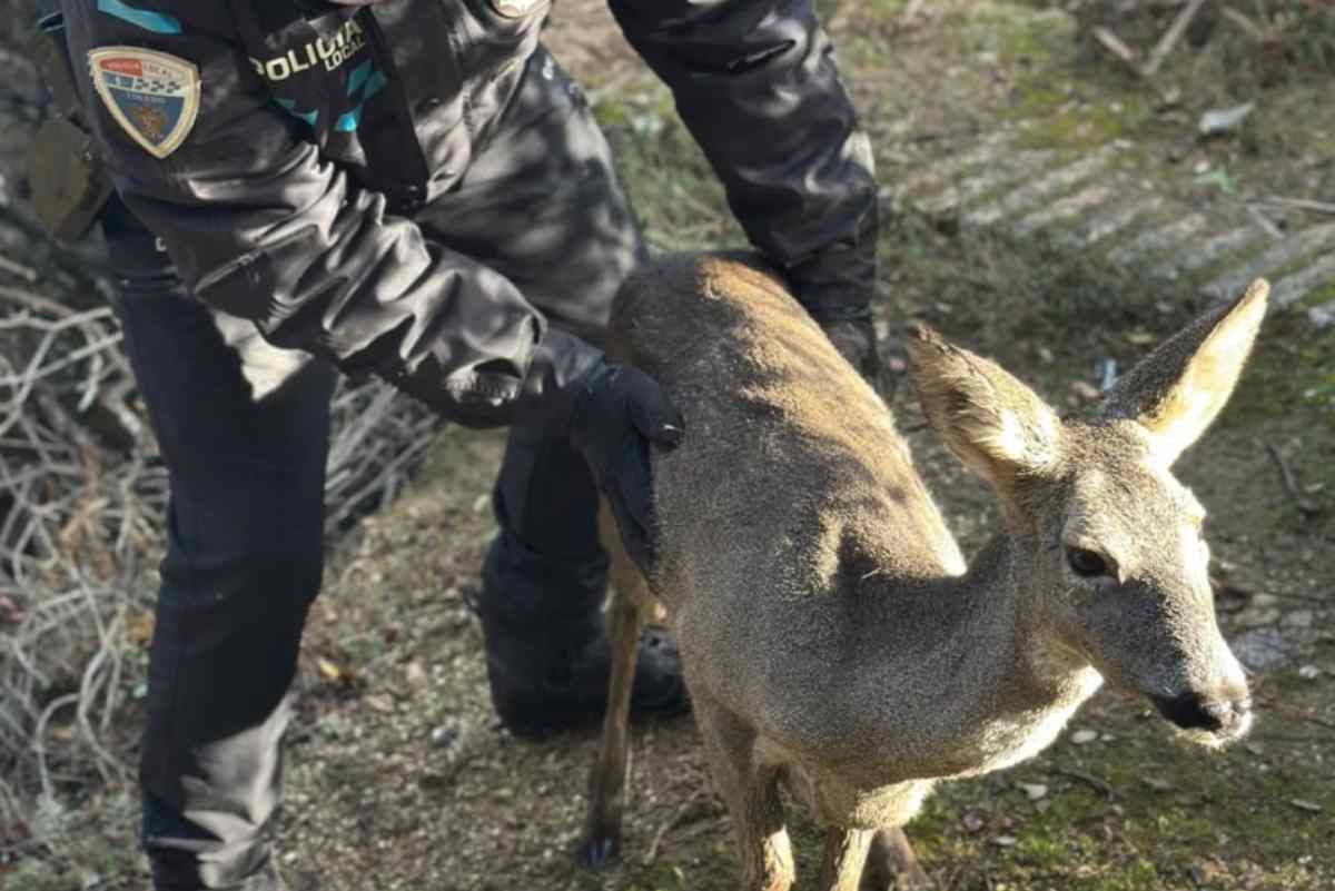 Imagen del corzo rescatado por la Policía Local de Toledo.