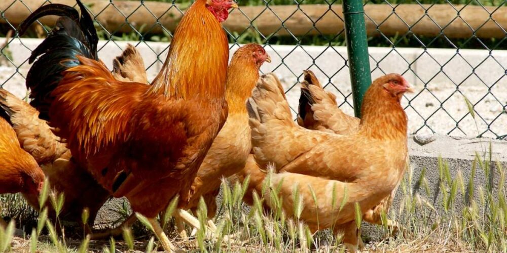 Gallinas ponedoras al aire libre. Foto: MAPA.