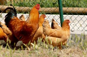 Gallinas ponedoras al aire libre. Foto: MAPA.