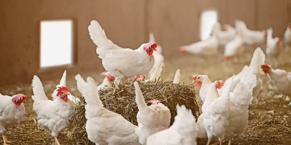gallinas blancas