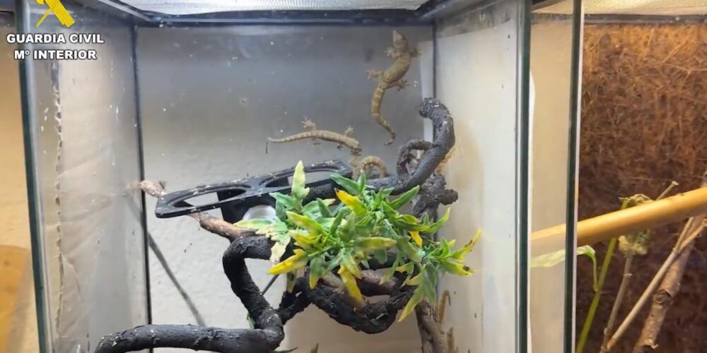 Operación Suartx. Foto: Guardia Civil