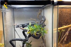 Operación Suartx. Foto: Guardia Civil