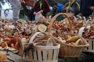 Imagen de setas. Foto: Diputación de Toledo