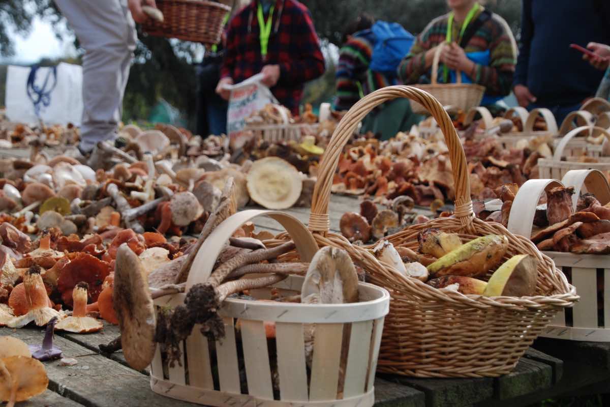 Imagen de setas. Foto: Diputación de Toledo