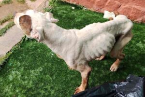 Maltrato animal Sigüenza