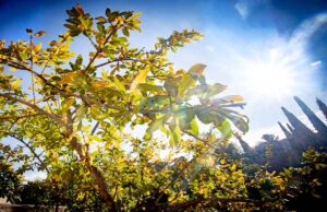 Tiempo, día soleado, clima, otoño, sol, estaciones