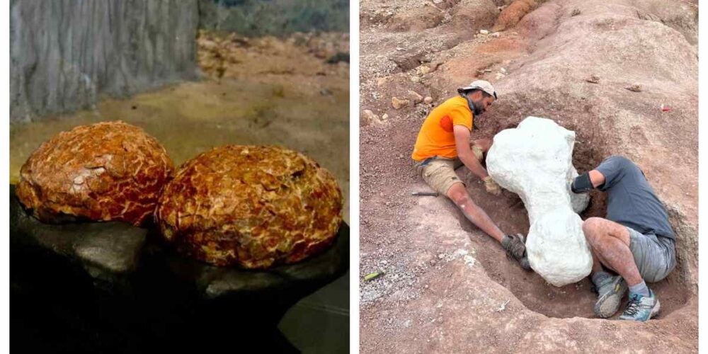 Los huevos encontrados en Poyos y las excavaciones en Lo Hueco.