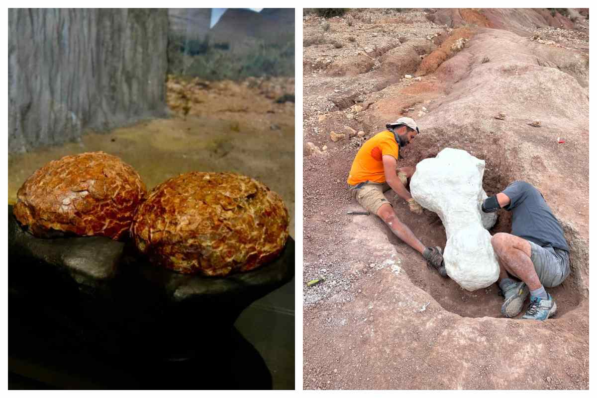 Los huevos encontrados en Poyos y las excavaciones en Lo Hueco.