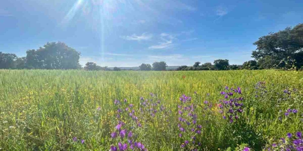 Foto de cielos poco nubosos en Castilla-La Mancha.