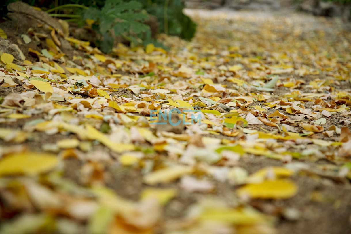 Tiempo, otoño, hojas caídas, temperaturas. Foto: Rebeca Arango.