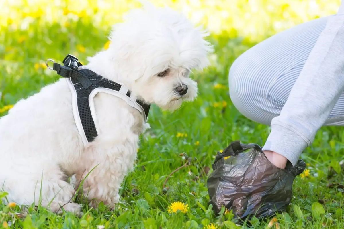 Imagen de archivo de una persona recogiendo excrementos caninos